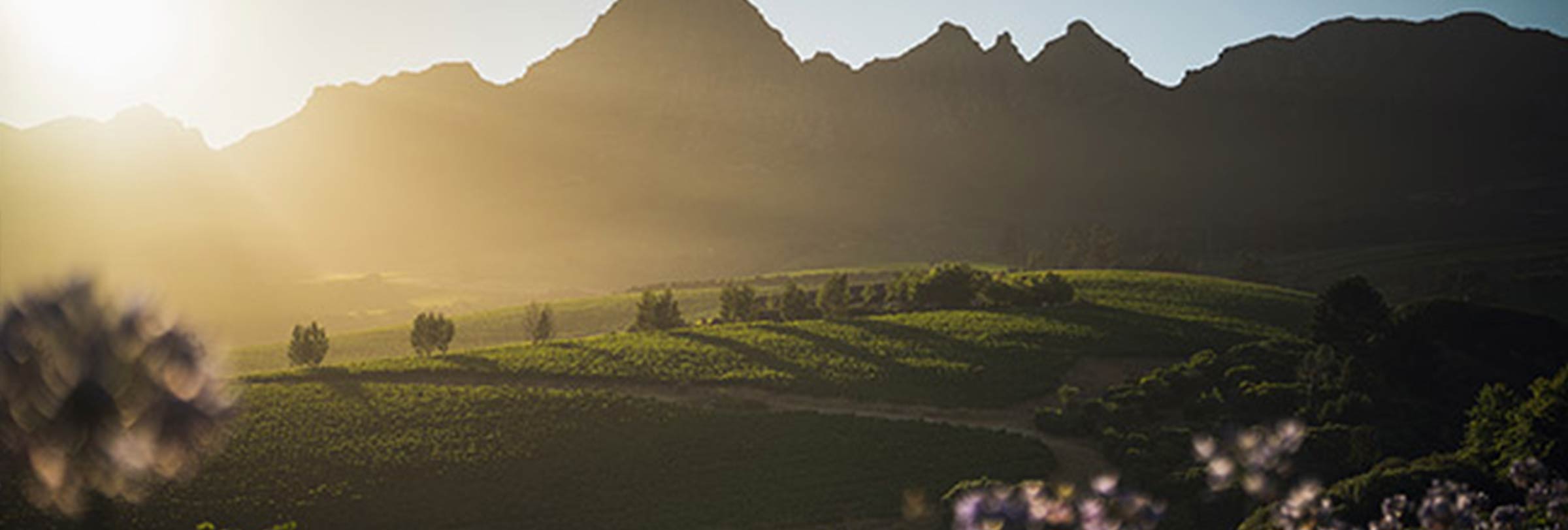 Ernie Els Wines