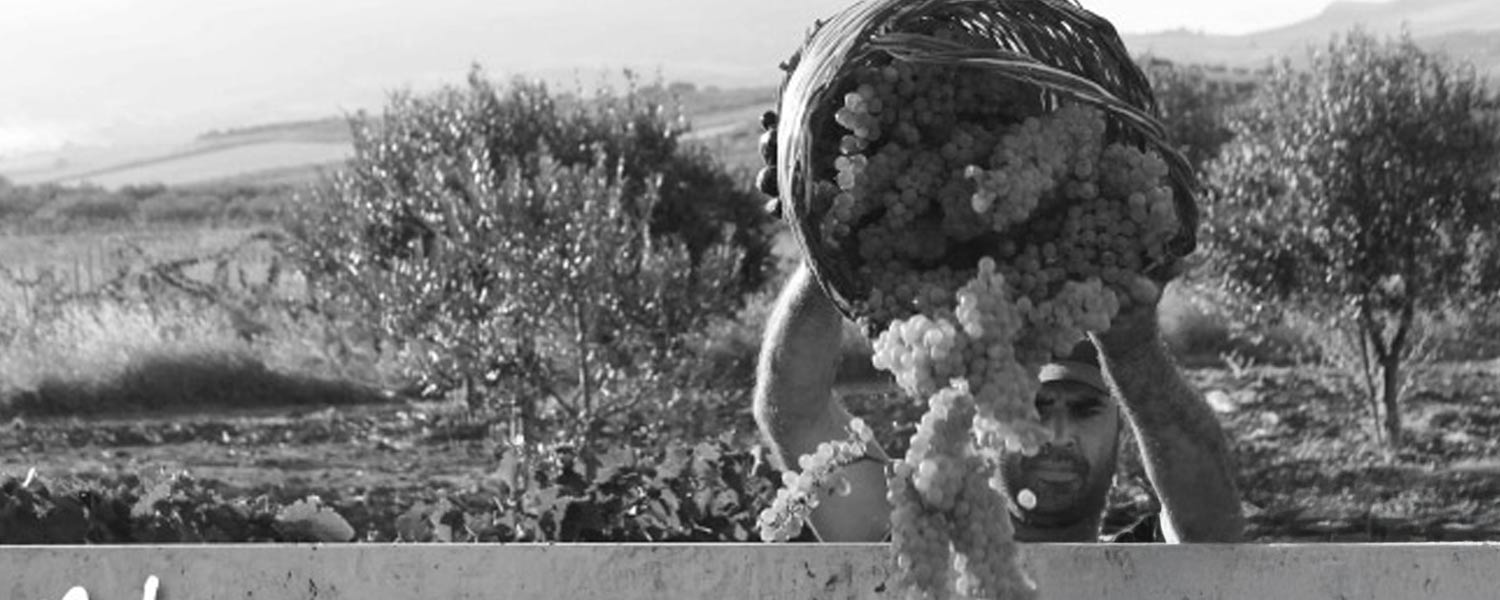 Vigneti Di Teo
